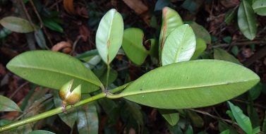 Calophyllum teysmannii photo